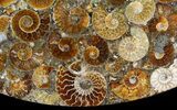 Plate Made Of Agatized Ammonite Fossils #51050-2